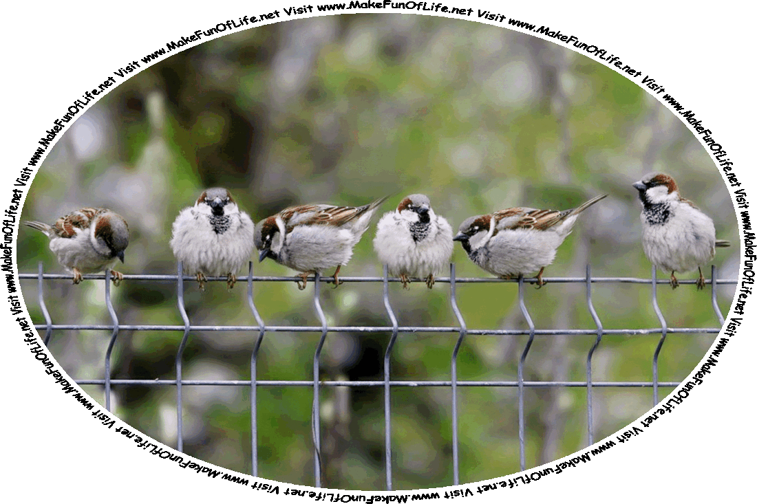 Picture of six sparrows perched atop a wire fence, with tiny hats on their heads, and the words, ‘Visit www.MakeFunOfLife.net.’