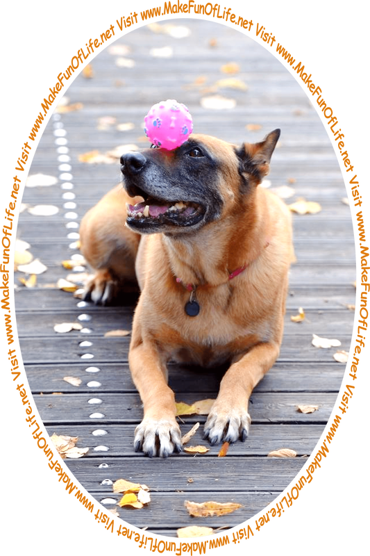 Picture of a dog balancing a pink and purple ball on its snout, and the words, 'Visit www.MakeFunOfLife.net.'
