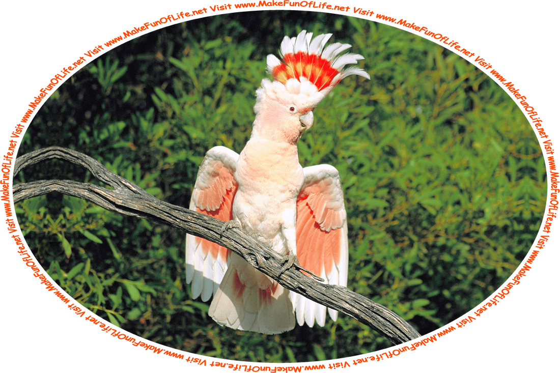 Picture of a variety of cockatoo bird called the Major Mitchell Cockatoo, perched on a tree branch, with dark green leaves in the background, and the words, ‘Visit www.MakeFunOfLife.net.’