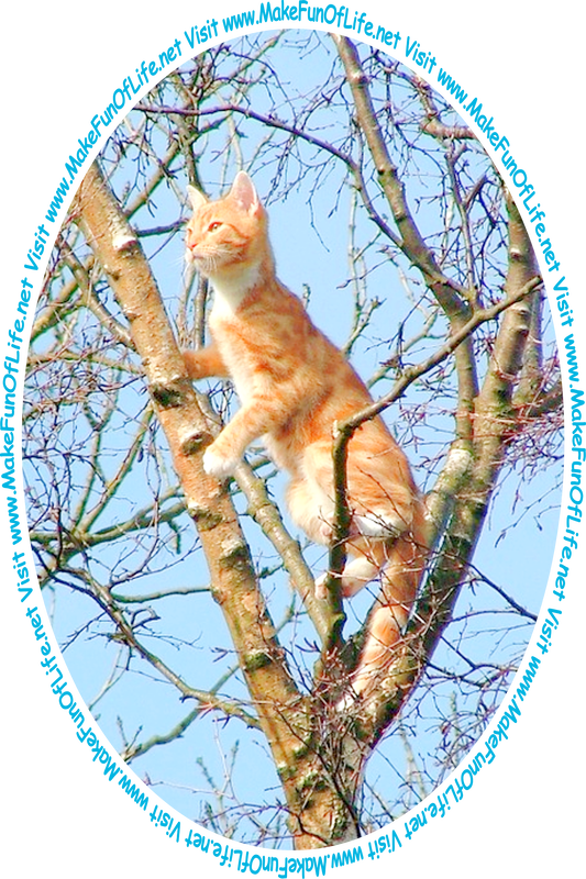 Picture of a domestic cat high up in a tree, peering out from among the branches, and a clear blue sky in the background, and the words, ‘Visit www.MakeFunOfLife.net.’