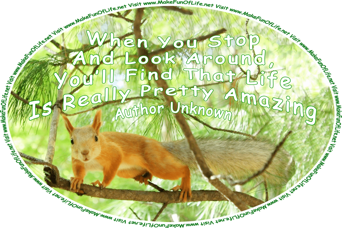 Picture of an inquisitive furry red squirrel on a branch in an evergreen tree that has long, thin green needles, and the words, ‘When You Stop And Look Around, You’ll Find That Life Is Really Pretty Amazing - Author Unknown - Visit www.MakeFunOfLife.net.’