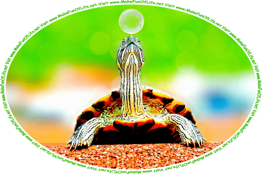 Picture of a small turtle balancing a soap bubble on her nose, and the words, ‘Visit www.MakeFunOfLife.net.’