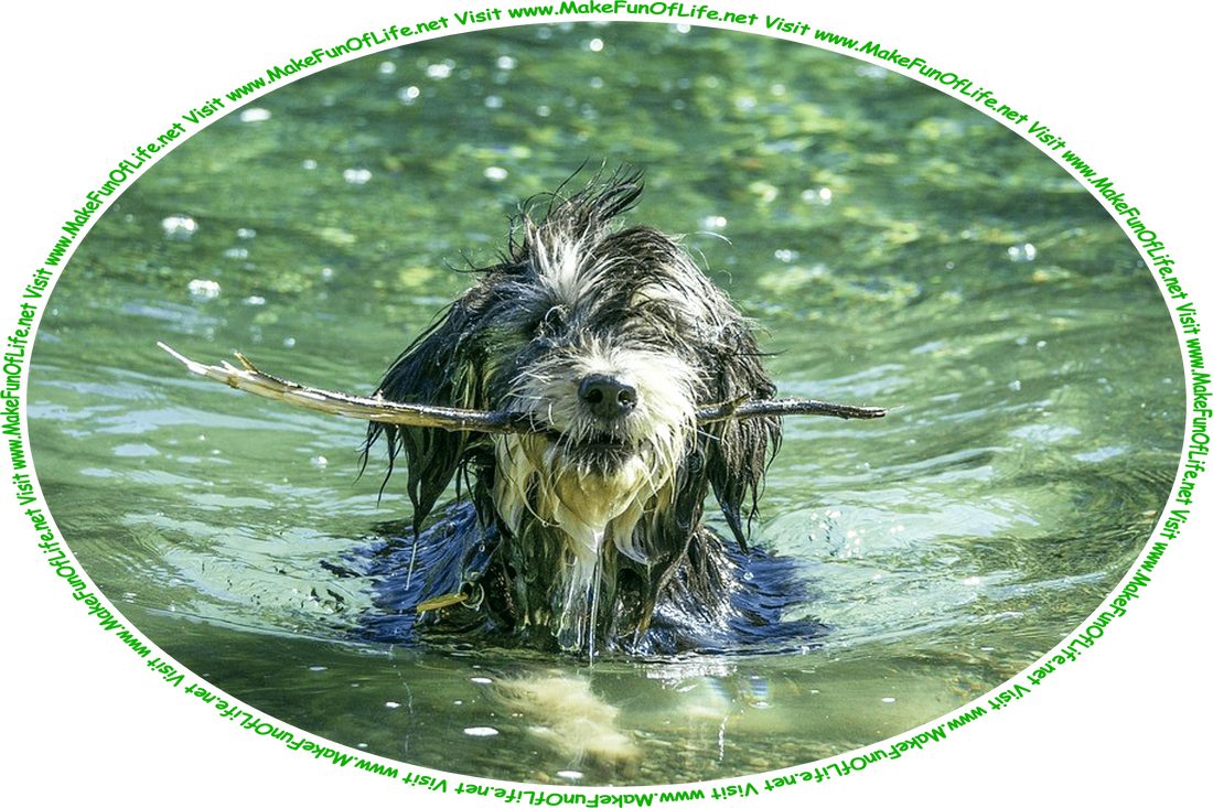 Picture of a domestic dog with long hair covering its eyes and a fetched stick in its mouth as it swims through water, and the words, ‘Visit www.MakeFunOfLife.net.’