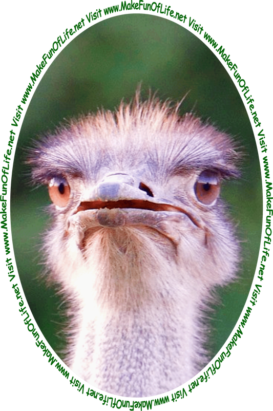 Picture of an ostrich with an expression of wide-eyed, beak-agape astonishment, and the words, ‘Visit www.MakeFunOfLife.net.’