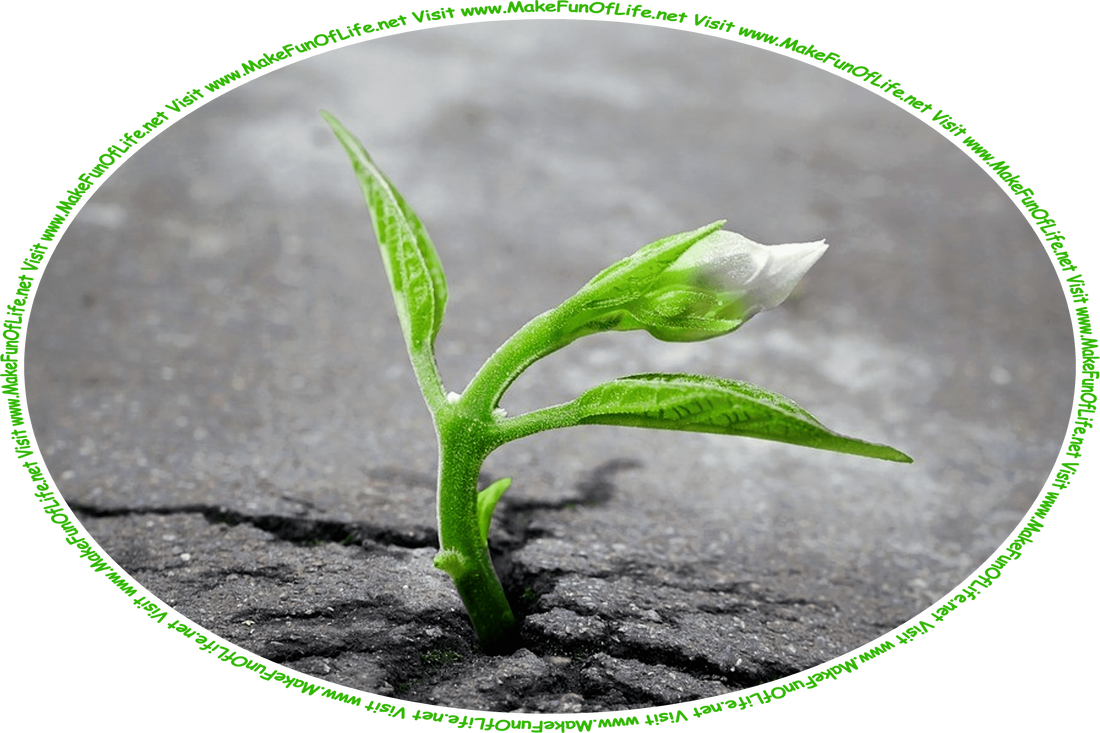 Picture of a small green plant with a single white flower, sprouting through a crack in black asphalt pavement, and the words, ‘Visit www.MakeFunOfLife.net.’