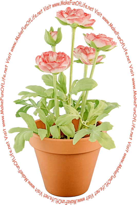 Picture of a potted flowering plant with long green stems, green leaves, and rosy-pink blossoms.