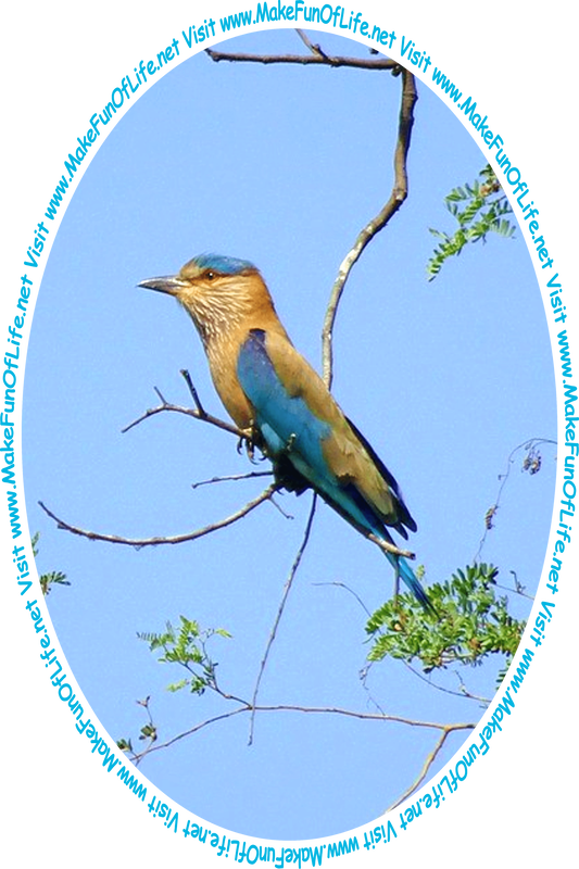 Picture of a bird with brown and blue plumage, or feathers, perched on a tree branch, a clear blue sky in the background, and the words, ‘Visit www.MakeFunOfLife.net.’