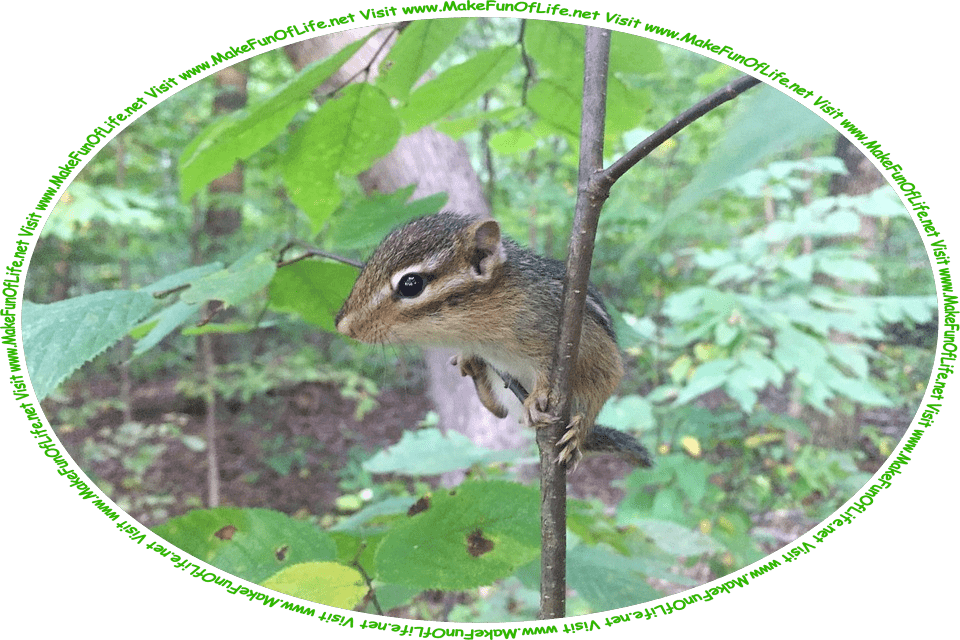 Picture of a chipmunk, a type of small squirrel with striped fur, that is peering out from the branches of a leafy green sapling, or young tree, in a woods, and the words, ‘Visit www.MakeFunOfLife.net.’