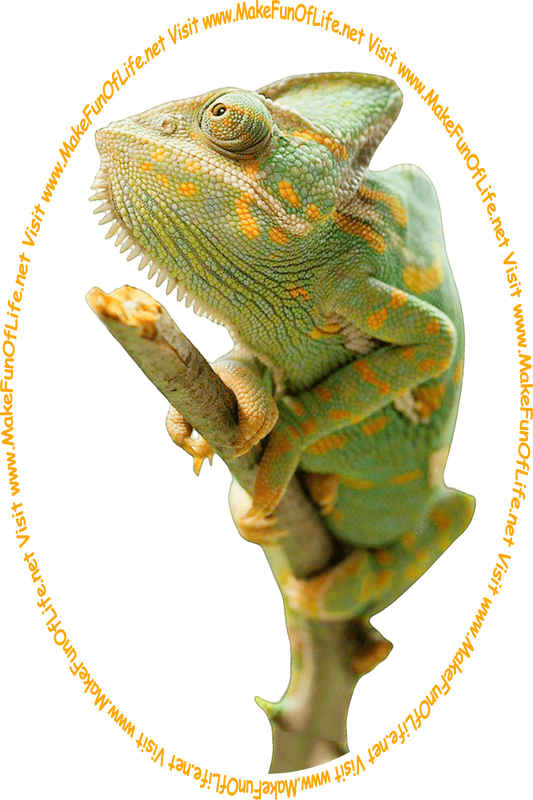Picture of a green and orange chameleon lizard on a twig, and the words, ‘Visit www.MakeFunOfLife.net.’